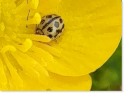 Winzig klein: der Sechzehnpunkt-Marienkäfer (Tytthaspis sedecimpunctata ) in einer Hahnenfuß-Blüte