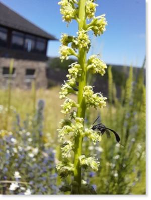 Die gelbe Resede (Reseda luteola, Resedaceae) ist eine häufige Pflanze auf den Rohböden in Vogelsang