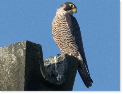 Wanderfalke (Falco peregrinus). Foto: Elena Schevardo Wanderfalke (Falco peregrinus). Foto: Elena Schevardo