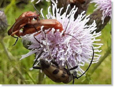Roter Weichkäfer  (Rhagonycha fulva) auf Kratzdistel (Cirsium vulgare). Foto: Maria A. Pfeifer