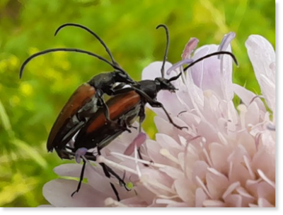 Kleiner Schmalbock (Stenurella melanura), Fam. Bockkäfer