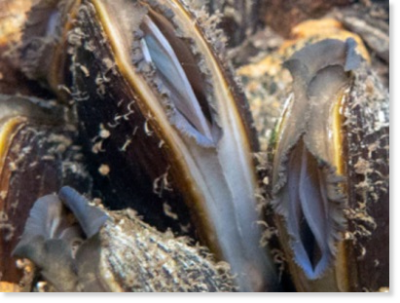 Flussperlmuscheln (Margaritifera margaritifera) im Bachbett