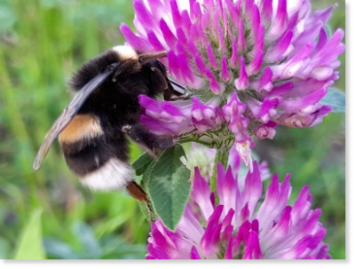 Erdhummel (Bombus terrestris agg.), Königin 
