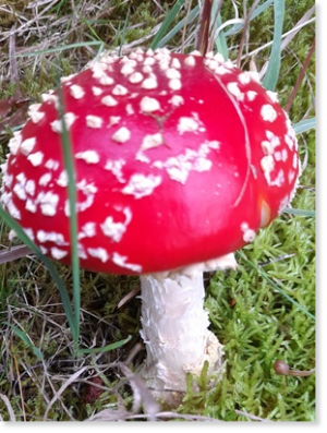 Fliegenpilz (Amanita muscaria), Fam. Wulstlinge