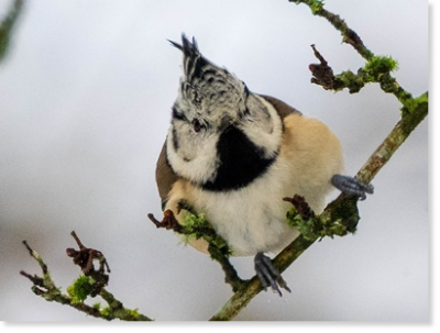 Haubenmeise (Lophophanes cristatus). Foto: Elena Schevardo