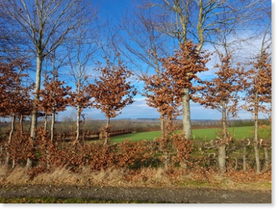 In der Monschauer Heckenlandschaft