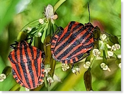 Streifenwanzen (Graphosoma Italicum) auf Wiesenkerbel (Anthriscus sylvestris). Foto: Maria A. Pfeifer