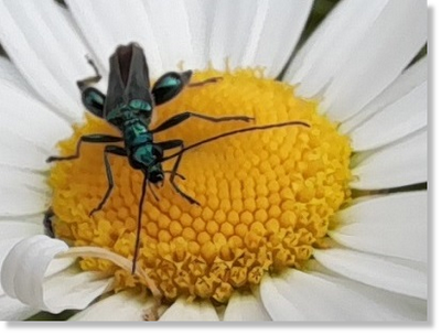 Grüner Schenkelkäfer (Oedemera nobilis) auf Margerite (Leucanthemum vulgare). Foto: Maria A. Pfeifer