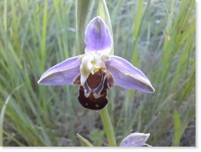 Bienen-Ragwurtz (Ophrys apifera)