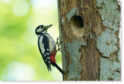 Buntspecht (Dendrocopos major). Foto: Elena Schevardo