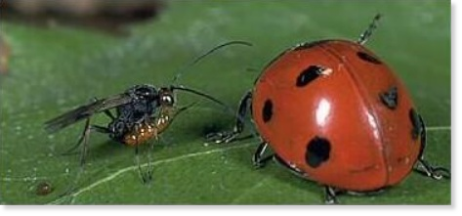 Eine Marienkäfer-Brackwespe (Dinocampus coccinellae) versucht, einem Siebenpunkt-Marienkäfer (Coccinella septempunctata) ein Ei unter die Flügeldecken zu schieben