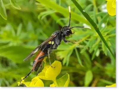 Die Zypressenwolfsmilch-Blattwespe (Tenthredo solitaria) lebt an und in der Zypressenwolfsmilch (Euphorbia cyparissias)